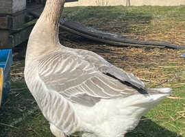 Toulouse x ganders  for sale