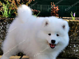 KC REGISTERED Samoyed Puppies white bear type