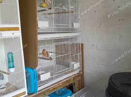 Bird breeding cages