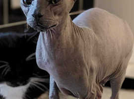 Female sphynx cat for sale