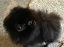Kc reg female xs Pomeranian black