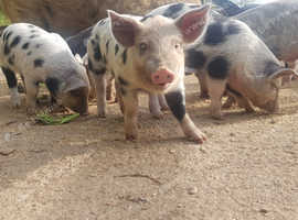 Weaners boars £40 Gilts £55