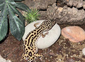 Gecko