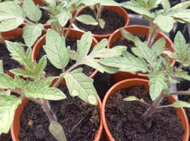 Tomato Plants