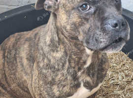 Experienced home needed