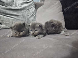 3 stunning full Persians