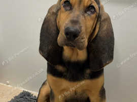 Bloodhound pup