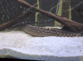 Tyre Track Eel
