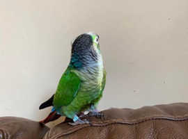 Gorgeous 3 year  old conure