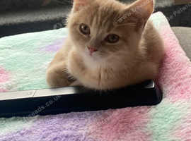 Cream British Shorthair