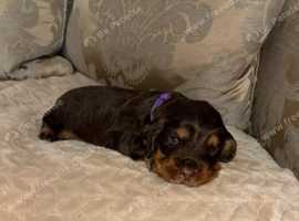 Cocker spaniels for sale