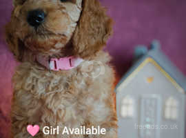 READY NOW STUNNING MINIATURE POODLE PUPS KCREG & HEALTH TESTED.