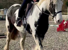 WANTED HORSES PONYS CARTS HARNESS