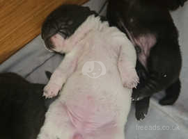 Bear coat shar hotsell pei puppies for sale