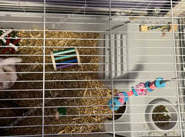 Rabbit (male) for rehoming with cage etc.