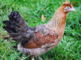 Devon Blue Point Of Lay Pullets For Sale