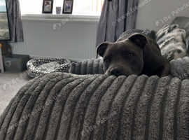 6 month old blue male