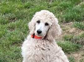 STANDARD POODLE - Female
