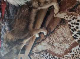 We have gorgeous female malamute  bi eyed sable for sale
