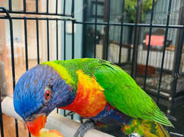 Baby Rainbow Lorikeet Talking Parrot in Nottingham NG4 on Freeads ...