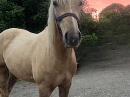 Palomino Gelding - youngstock