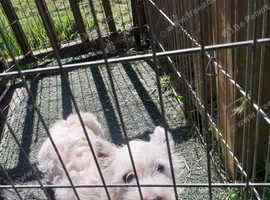 West highland terrier puppies 5 months old