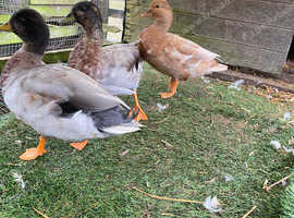 Call Ducks For Sale In Kidwelly On Freeads Classifieds - Call Duck 