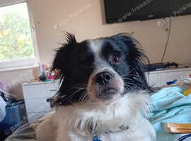 Dog "woody" rehome