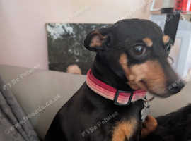 8 year old min pin
