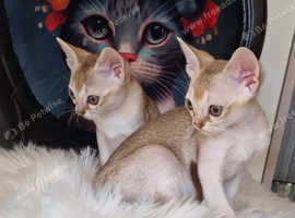 Beautiful Singapura boys