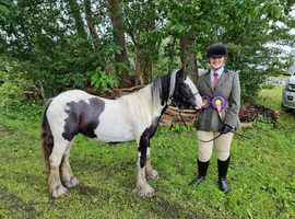 12.2hh rising 2 year old cob gelding for sale