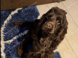 One year old cocker spaniel