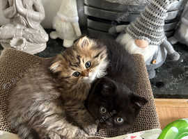 Beautiful Persian X British Shorthair