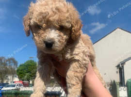 Cavapoochon puppies