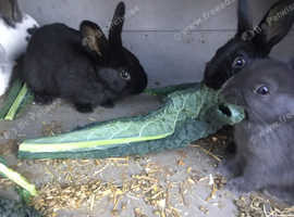 Rabbits
