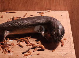 I have a beautiful Acellote skink for sale