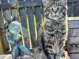 Maine coon stud only