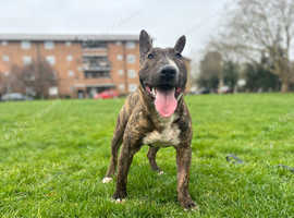 English bull terrier (working line)