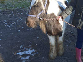Piebald Cob colt foal
