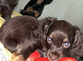 Male working cocker spaniel tri coloured
