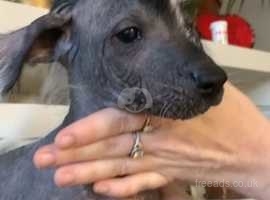 Mexican Hairless Male Puppies READY TO LEAVE