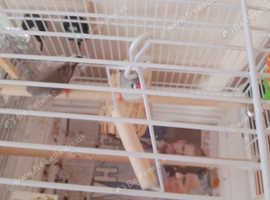 2 zebra Finches male and female