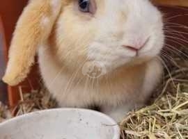 Mini lop boy looking for a loving home
