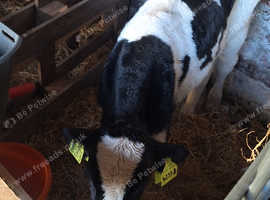Calfs