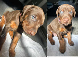 4 beautiful Dobermans