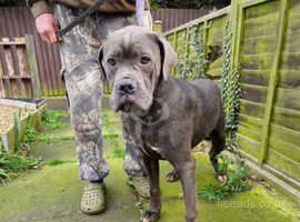 Iccf registered cane corso boy ready now