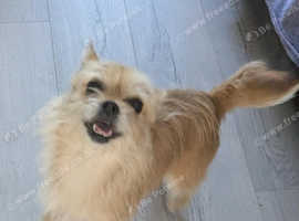 Norfolk terrier cross