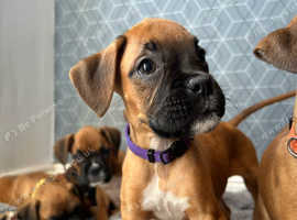 Stunning Pedigree Boxer Puppies - Ready Now for Their Forever Homes (Champion Lineage)