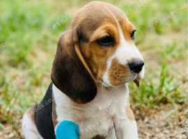 Pure bred Pocket beagle puppies