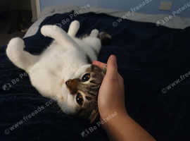 4 Scottish folds kittens